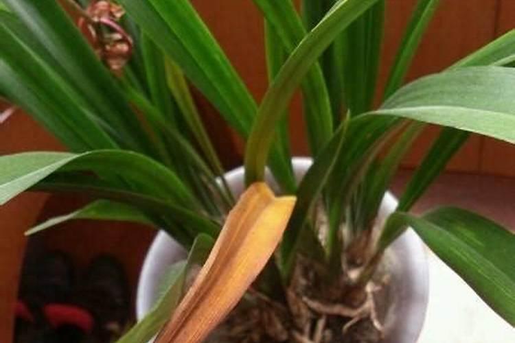 兰花叶子发黄怎么处理