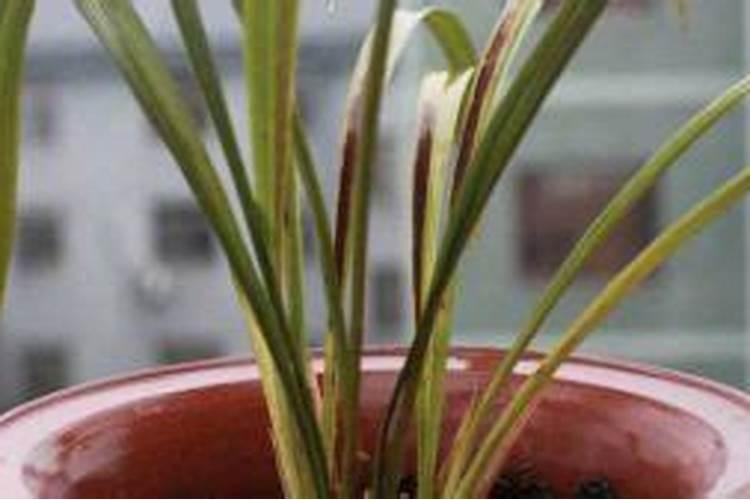 兰花叶子发黄干枯怎么处理