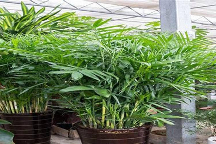 散尾葵浇什么肥料合适