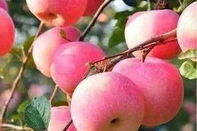 用尿素做追肥几天可见效呢？