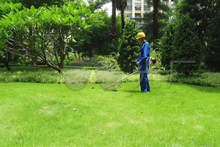 尿素加食盐能除草吗