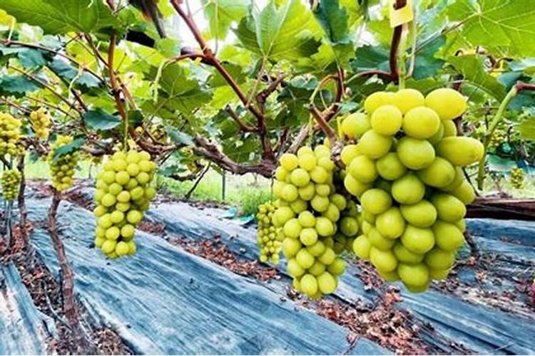 阳光玫瑰没有葡萄味,和其他水果相比,营养区别是什么