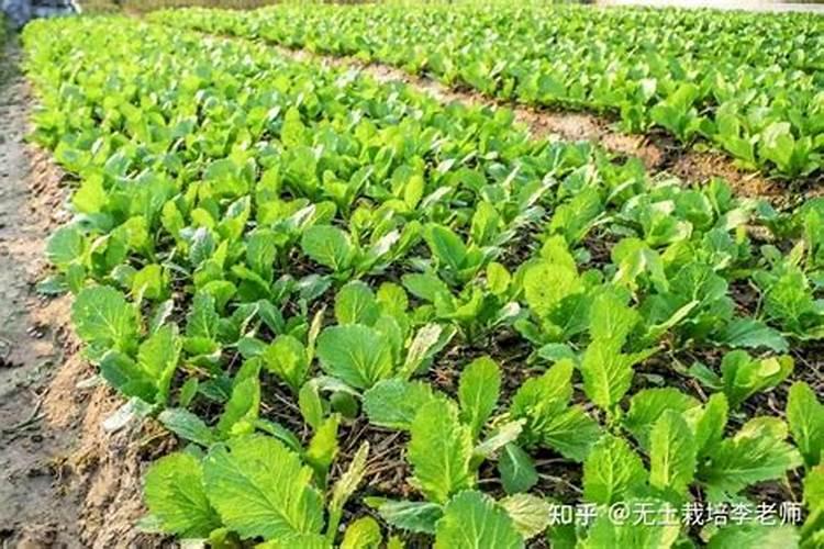 植物得了炭疽病能喷叶面肥吗有毒吗