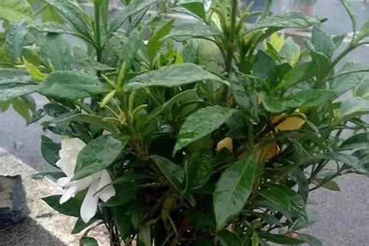 克菌丹能和糖醇钙一起混用吗