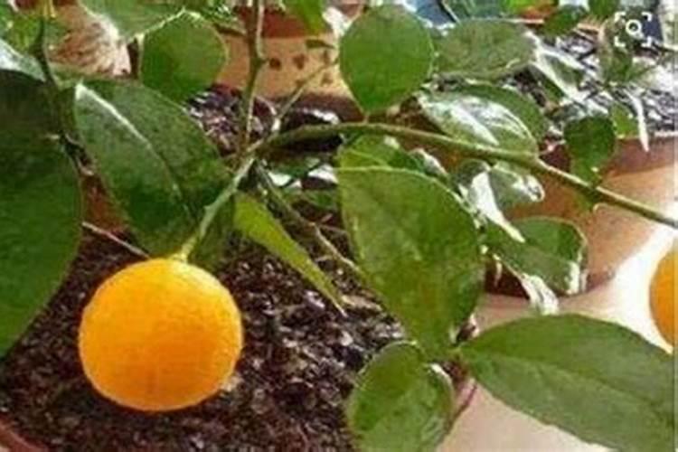 黄瓜浇什么肥料最好