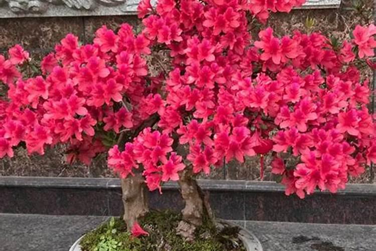 映山红如何施肥