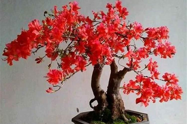 映山红怎么种植