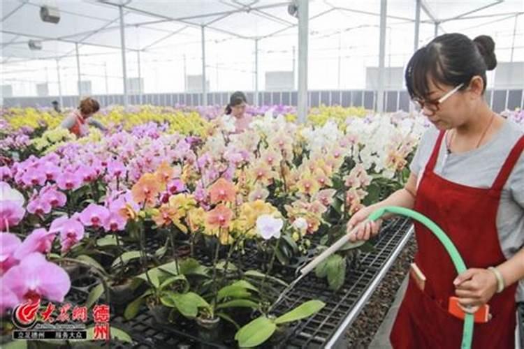 蝴蝶兰开花喂什么肥 怎么施肥