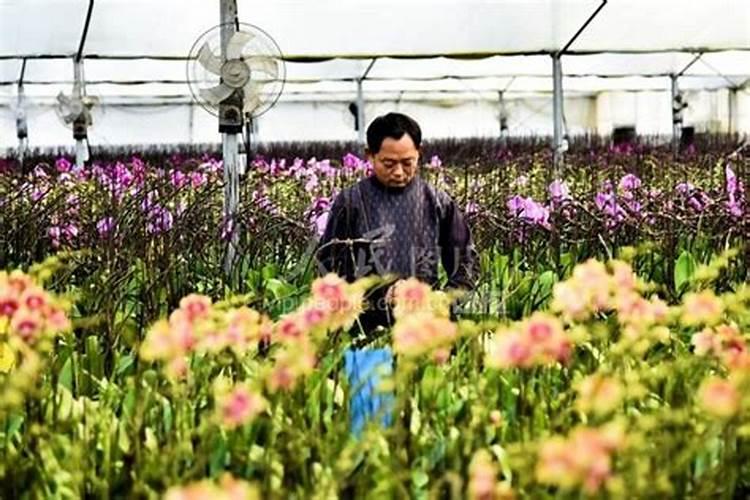 蝴蝶兰用什么养护花箭花朵蹭蹭冒