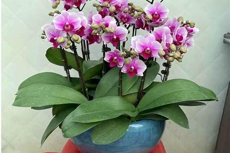 蝴蝶兰施什么肥最好