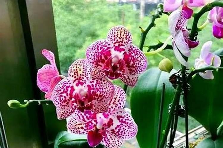 瓶苗蝴蝶兰用什么肥