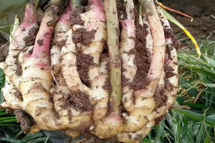 大姜用什么肥料最好