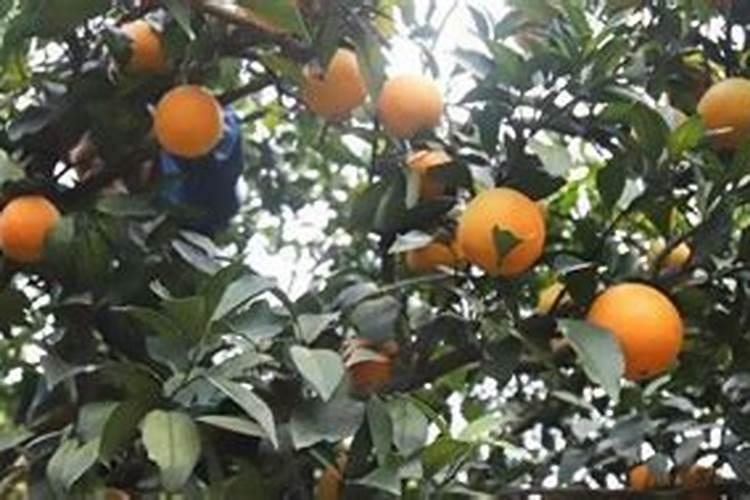 橙子施肥时间和方法