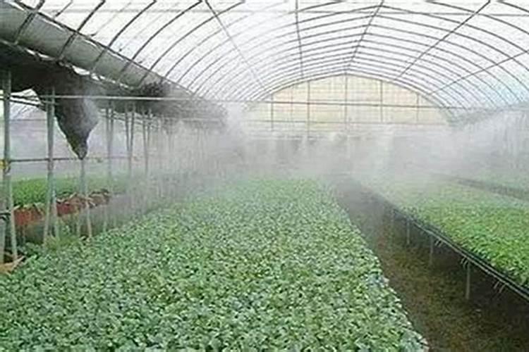 冬季温室大棚怎样施肥