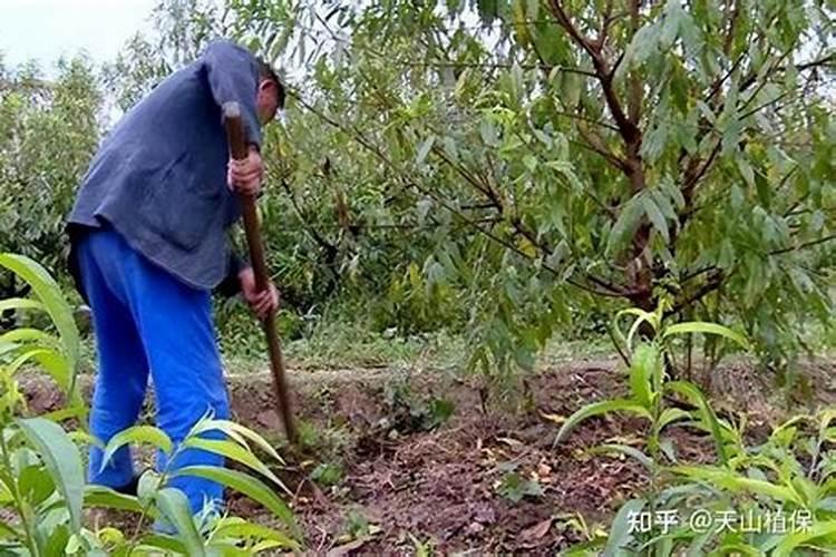 桃树施钾肥在什么时候 使用注意事项有哪些