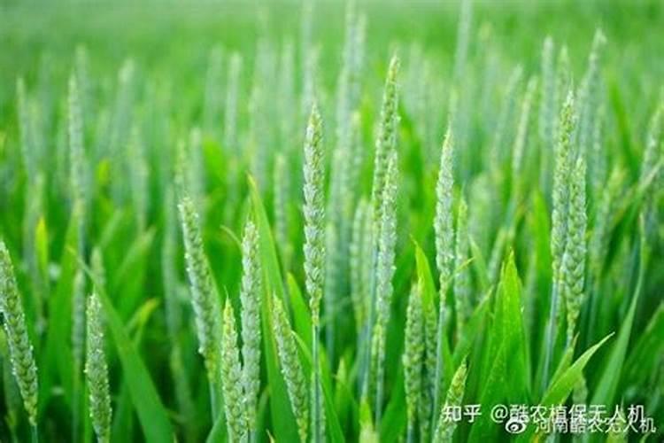小麦施肥最佳时间