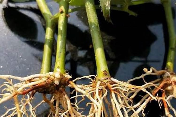 柑橘着色快增甜快用什么药