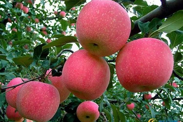 迪斯科是正规肥料厂家吗？