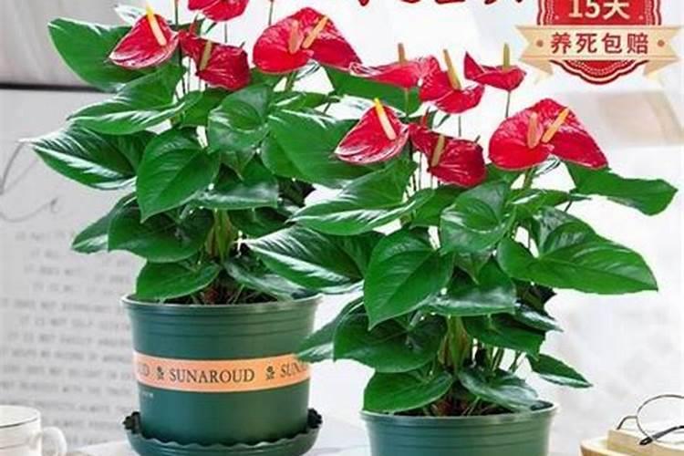 养花一般要施什么肥料最好  冬天给花施什么肥料