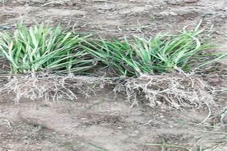 麦冬现在兰肥料用什么化肥最好