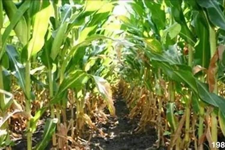 木炭灰是什么？