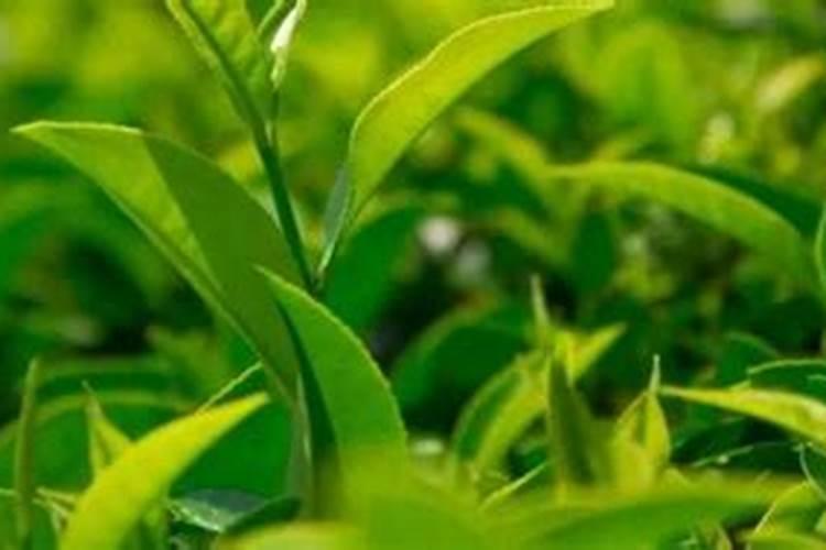 沃巴盾与根宝那个对小麦效果好？