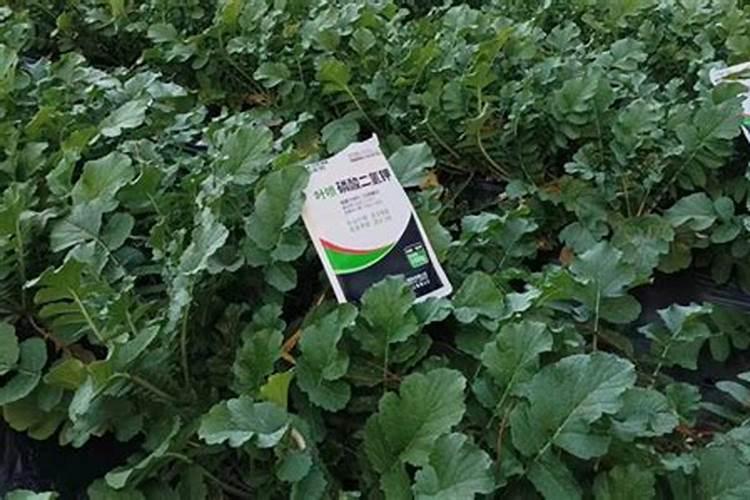 萝卜裂开补救的方法