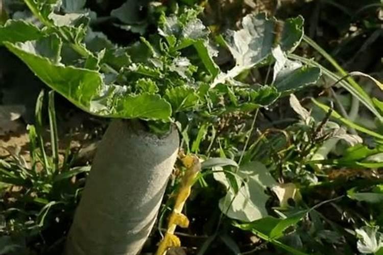 罗卜施什么肥甜