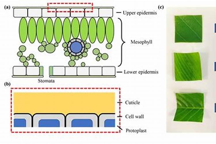 植物磷肥过量叶片特征 对植物生长的影响
