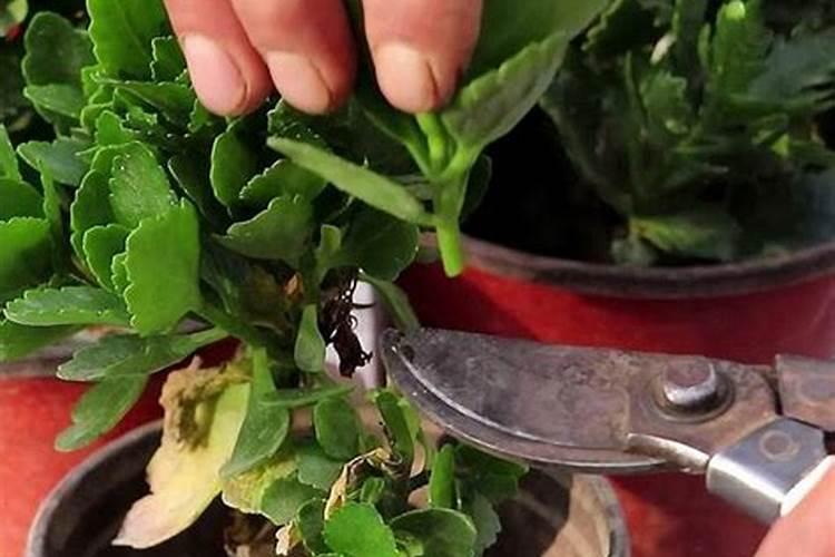 长寿花开花时能施肥吗