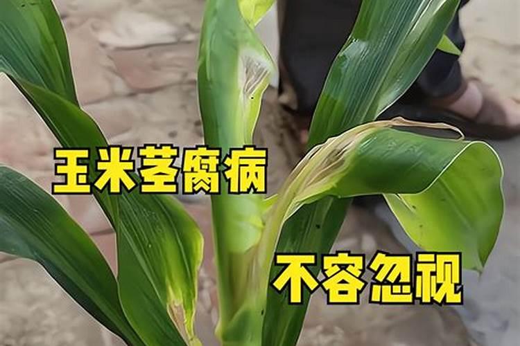 大豆种植管理计划
