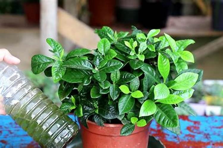 栀子花花苞期怎么施肥