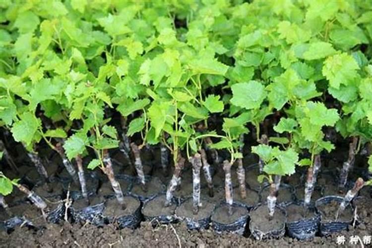 葡萄生根肥什么时候施最好