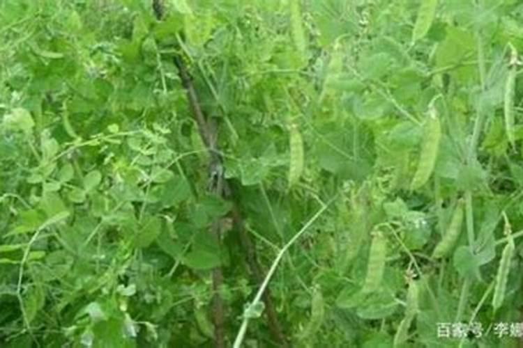荷兰豆的种植与管理技术要点