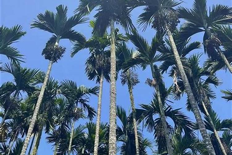 九华山风景区九华山白云禅林地址在哪里？