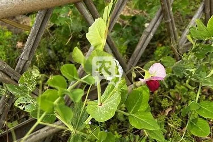 荷兰豆始花期怎样施肥