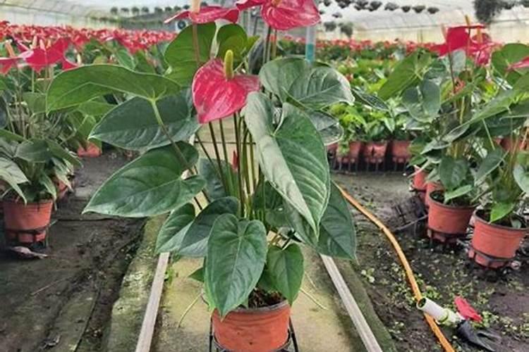 芝麻饼肥需要额外钙肥