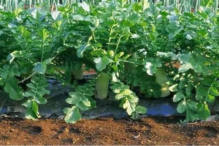 钾肥和尿素二胺掺在一起化了是什么原因