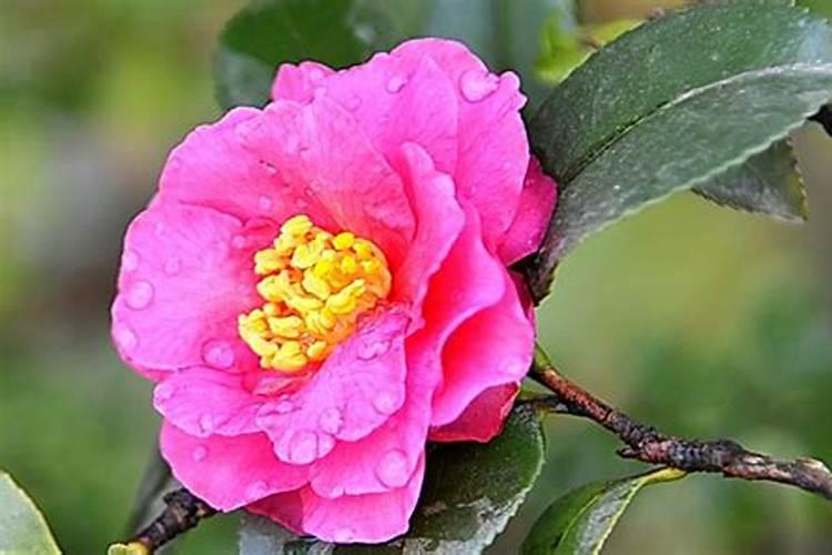 海棠花有花苞可以喷叶面肥吗