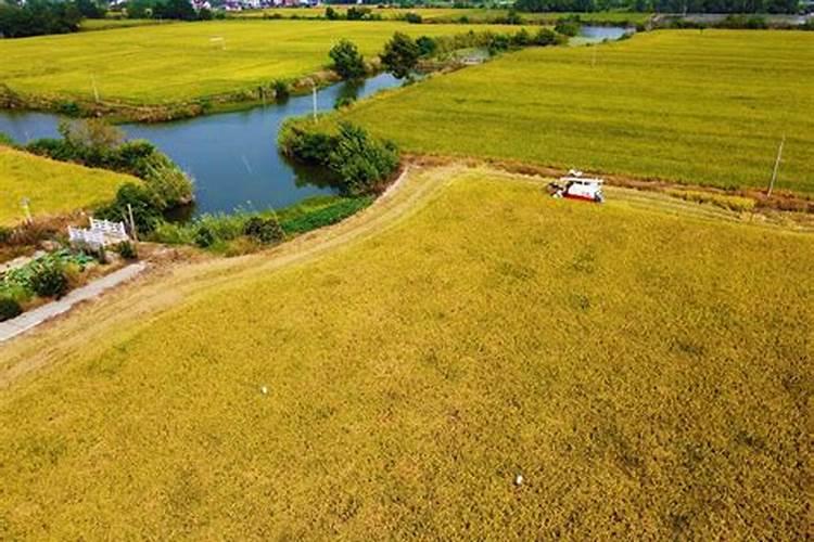 富硒叶面肥哪个厂家好