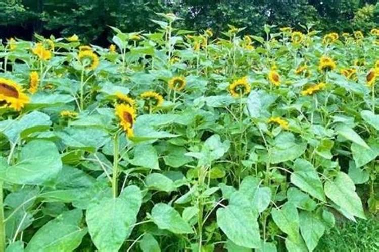 如何掌握向日葵施用硼肥技术？