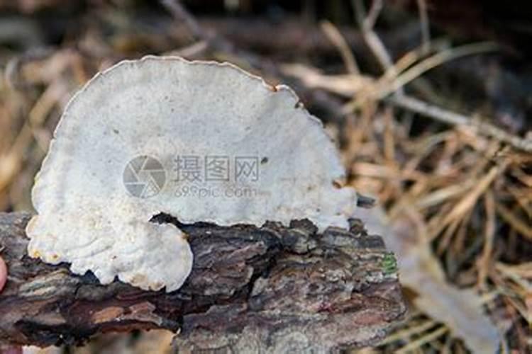 灵芝是一种什么植物:？