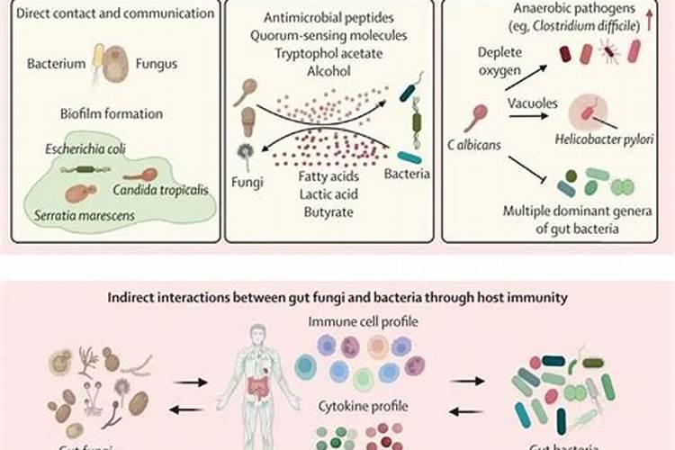 木腐菌和草腐菌都有哪些？越多越好。谢谢