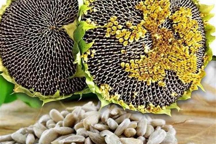 葵花籽壳可以当肥料吗？