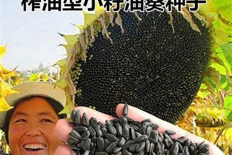 葵花籽可以做肥料吗
