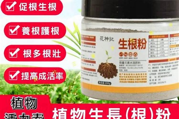 黄瓜快速生根的最好办法