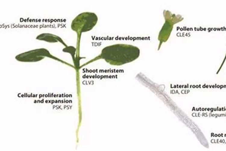 爱隆的氨基酸水溶肥效果真的那么好吗？有没有用过的说下