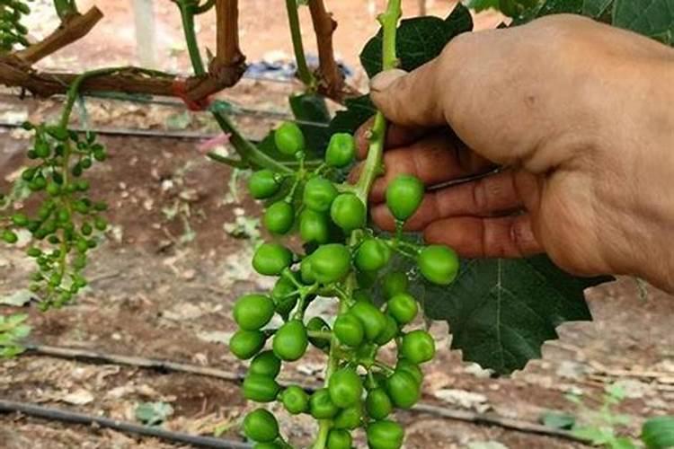 阳光玫瑰采摘前如何增甜呢