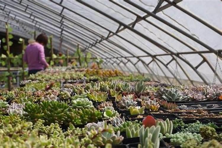 多肉植物用什么肥料好？