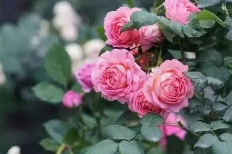 夏天怎么给月季促芽